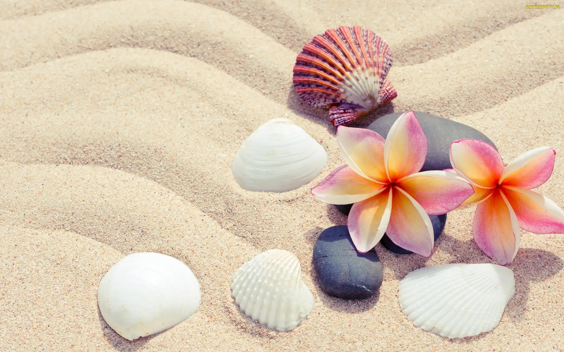 Piasek, Plumeria, Kamienie, Kwiaty, Muszelki
