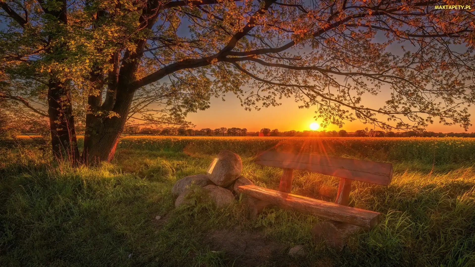 Drzewa, Pole, Kamienie, Wschód słońca, Ławka