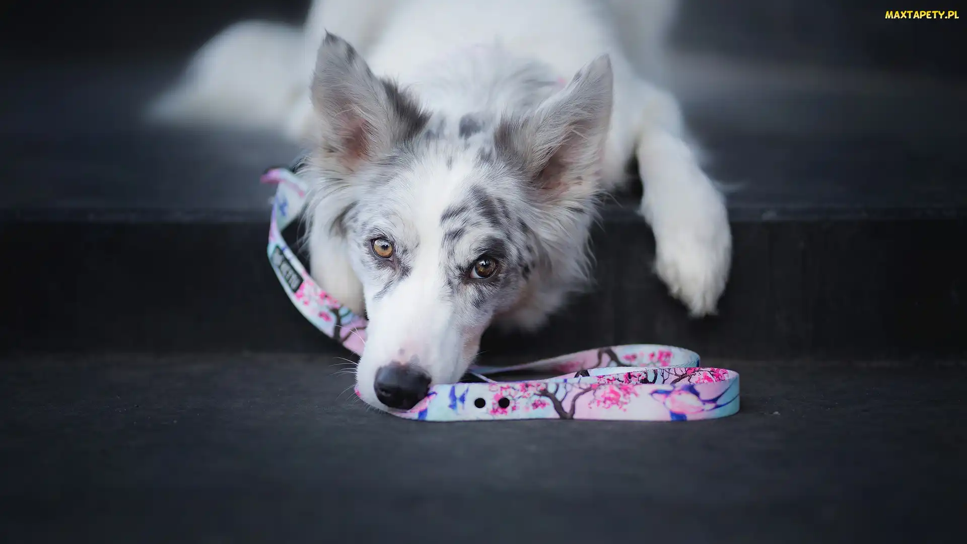 Smycz, Mordka, Pies, Border collie