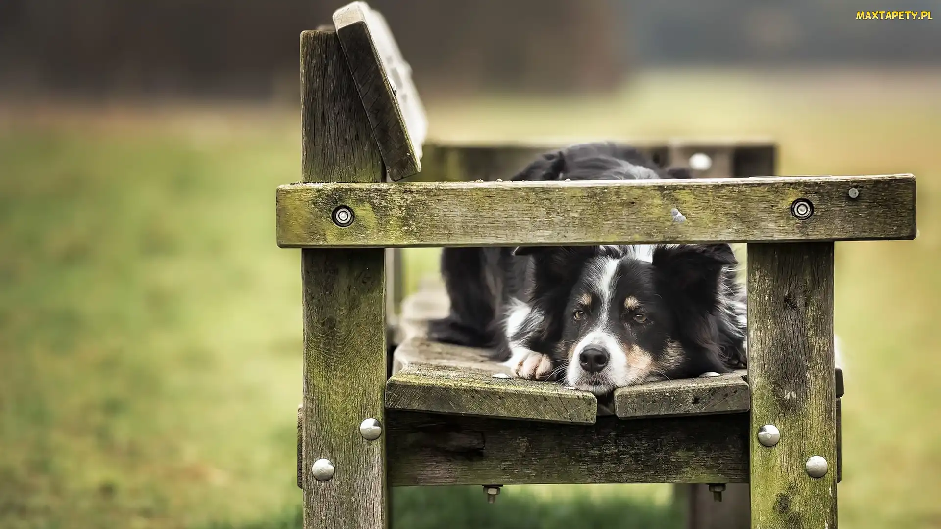 Pies, Ławka, Border collie