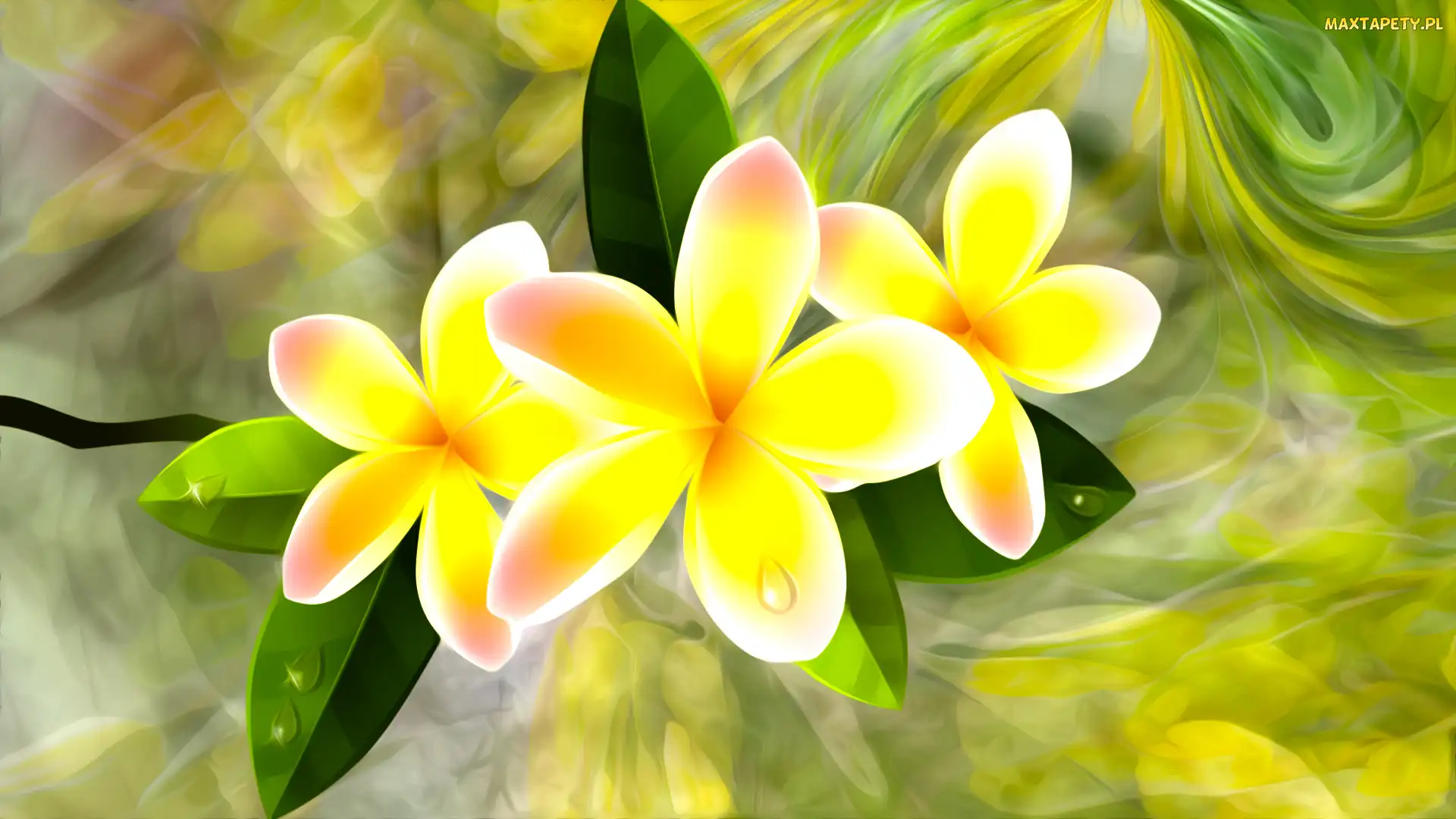 Plumeria, Grafika, Kwiaty