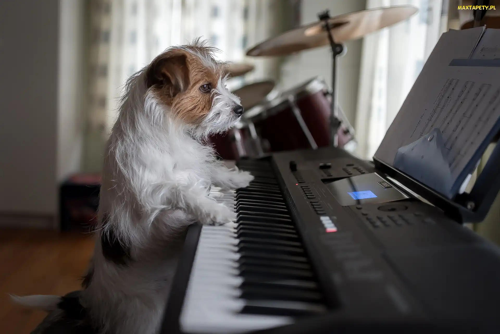 Jack Russell terier, Pianino, Pies