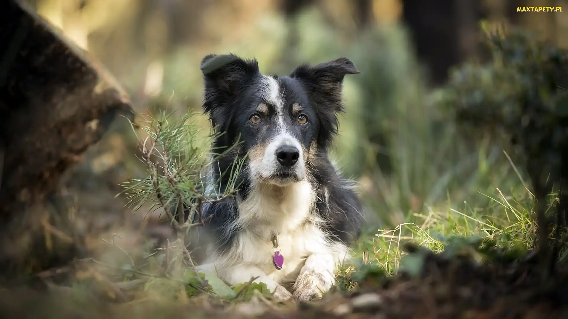 Pies, Rośliny, Mordka, Border collie, Leżący