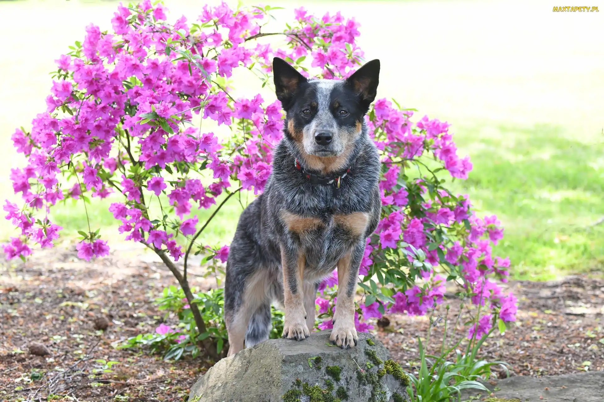 Australian cattle dog, Różanecznik, Kwiaty, Obroża, Pies
