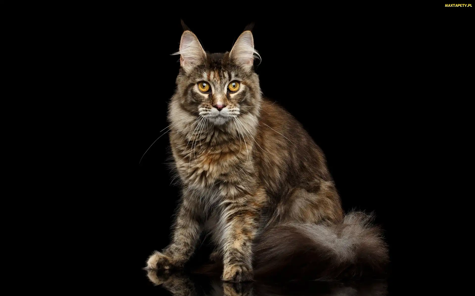 Maine coon, Czarne tło, Kot