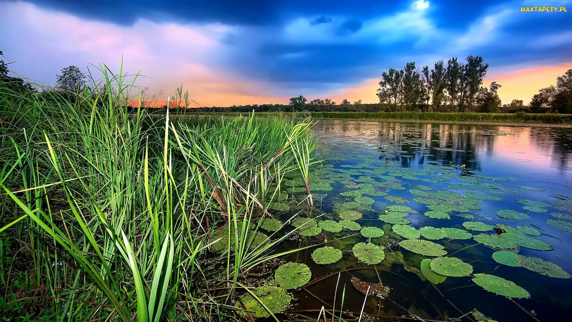 Wschód Słońca, Drzewa, Trawy, Liście lilii wodnej, Staw