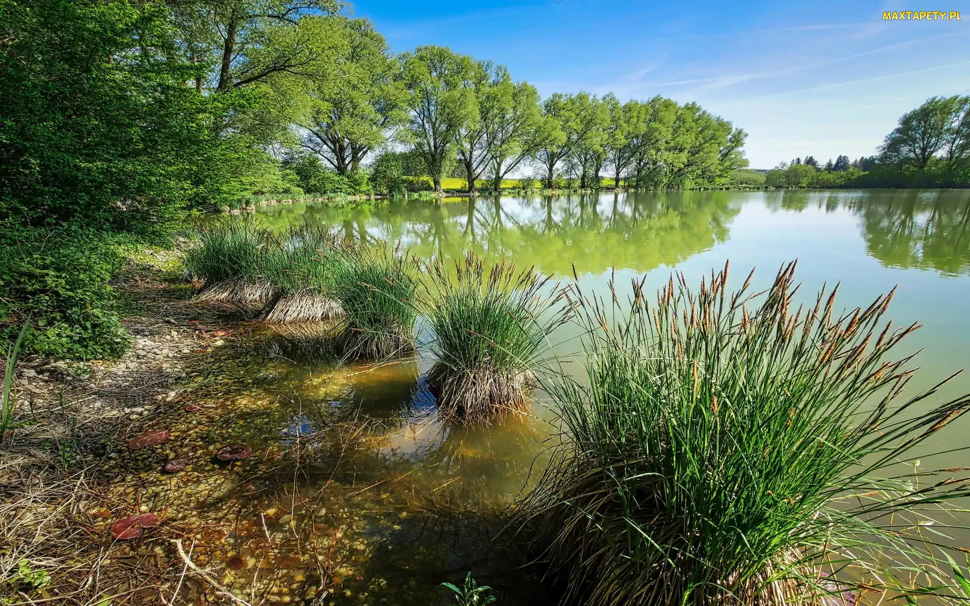 Jezioro, Drzewa, Zarośla, Szuwary, Trzciny