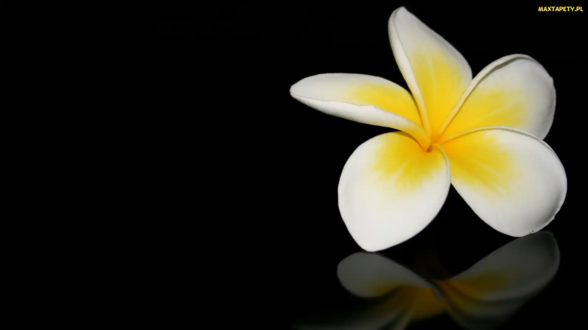 Tło, Ciemne, Plumeria, Kwiat, Biało-żółta, Odbicie