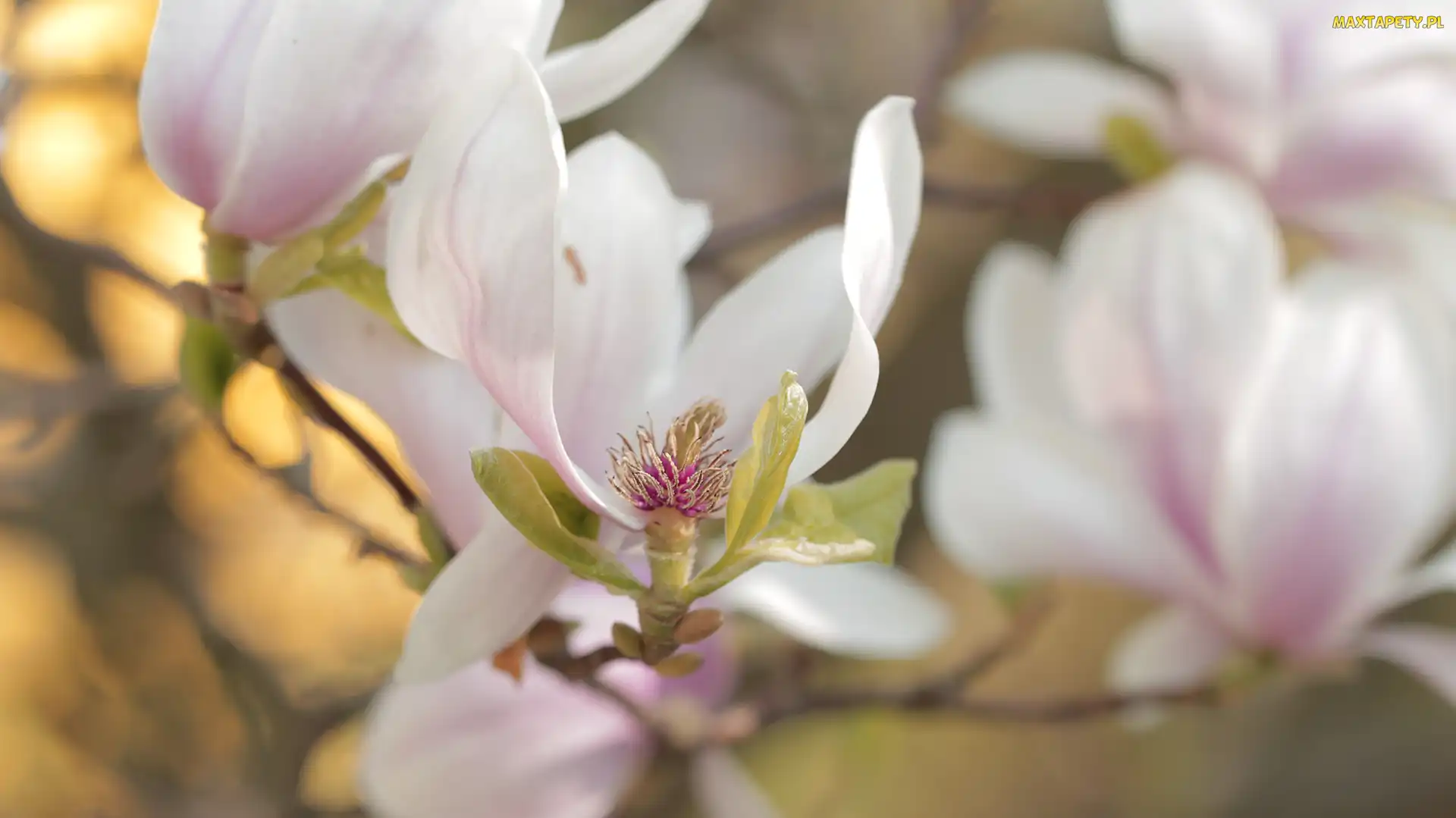 Krzew, Kwiat, Magnolia, Różowa