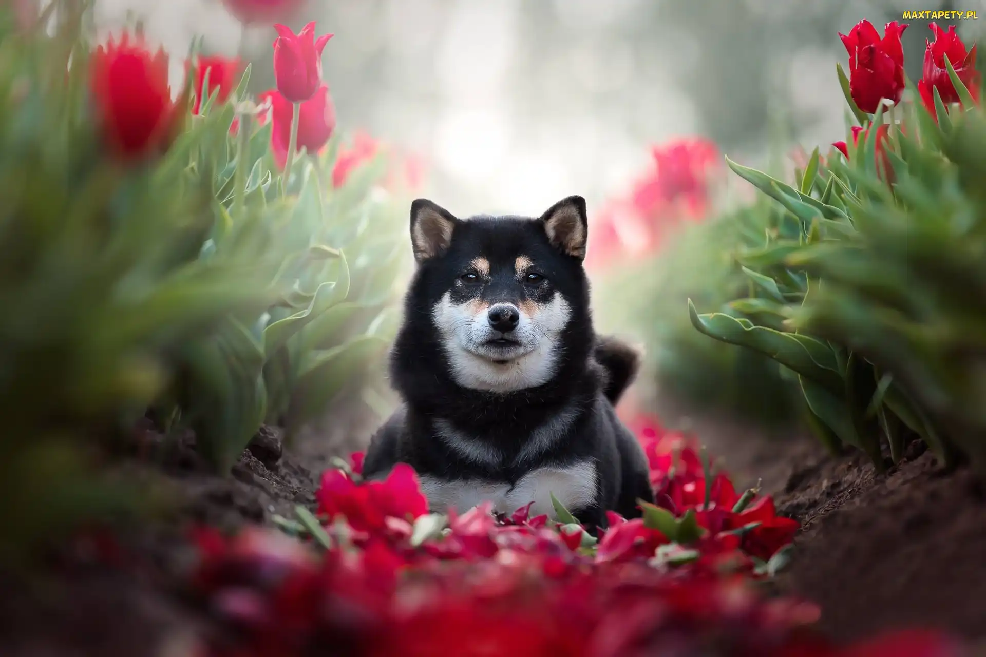 Pies, Tulipany, Shiba inu