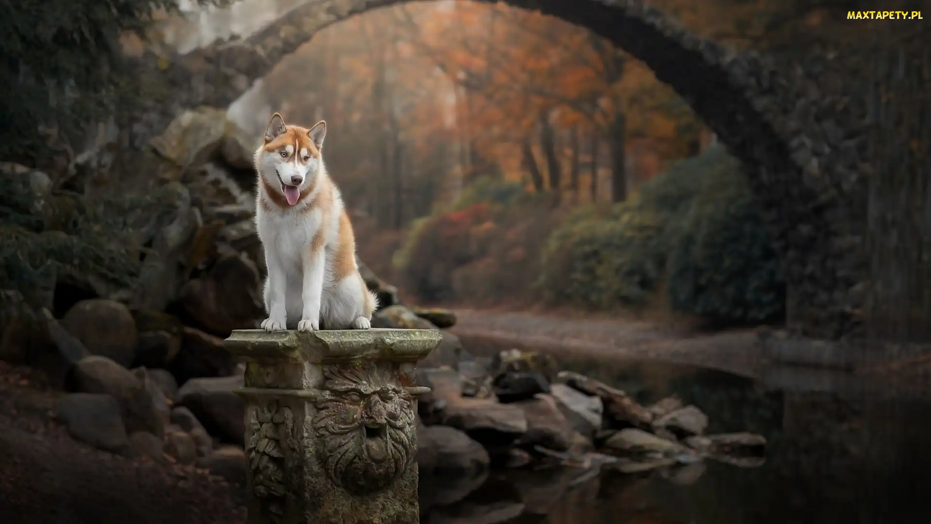 Pies, Siberian husky, Potok, Kamienie, Mostek, Postument
