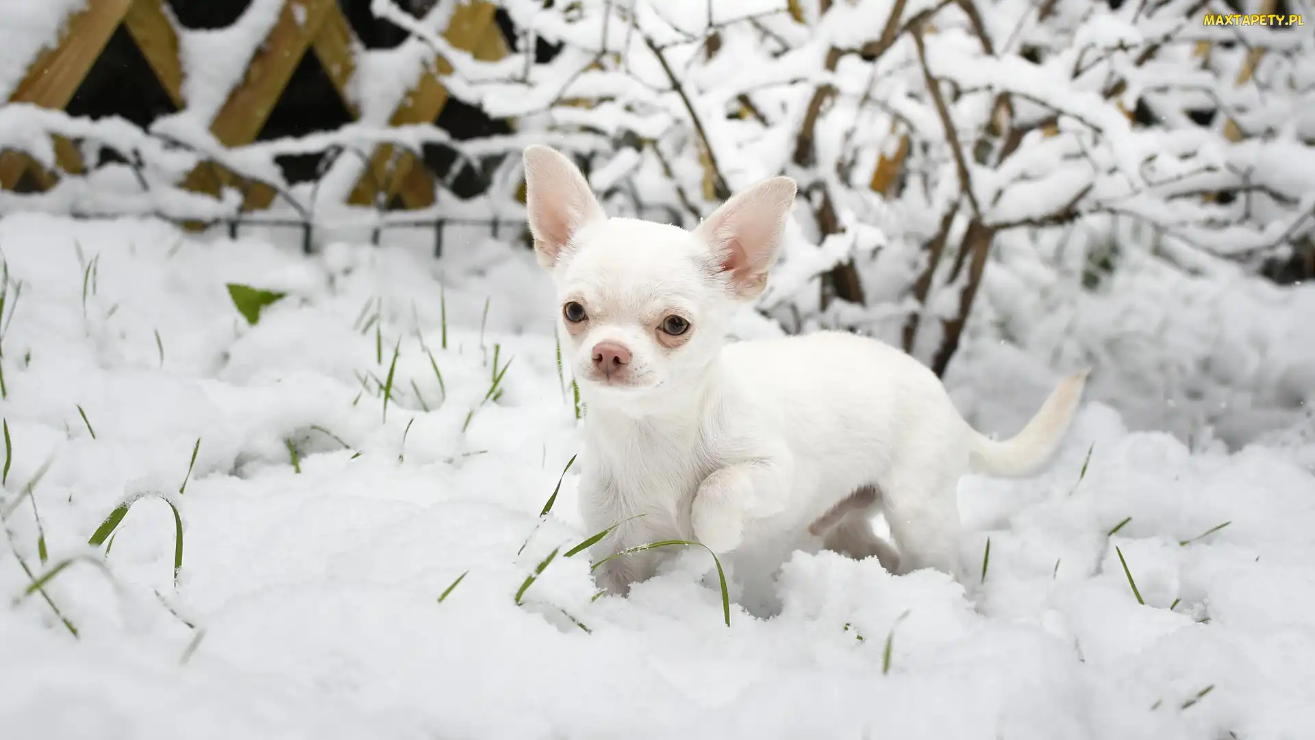 Krzew, Śnieg, Pies, Chihuahua krótkowłosa