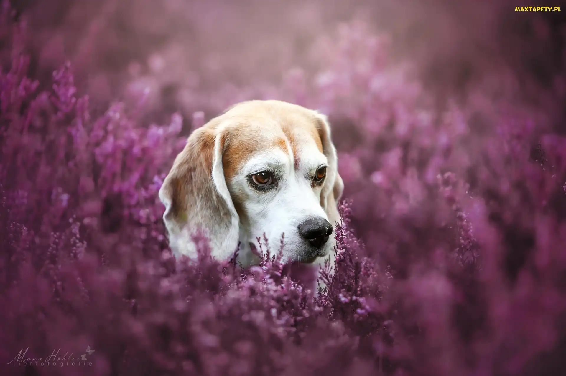Beagle, Wrzosy, Pies