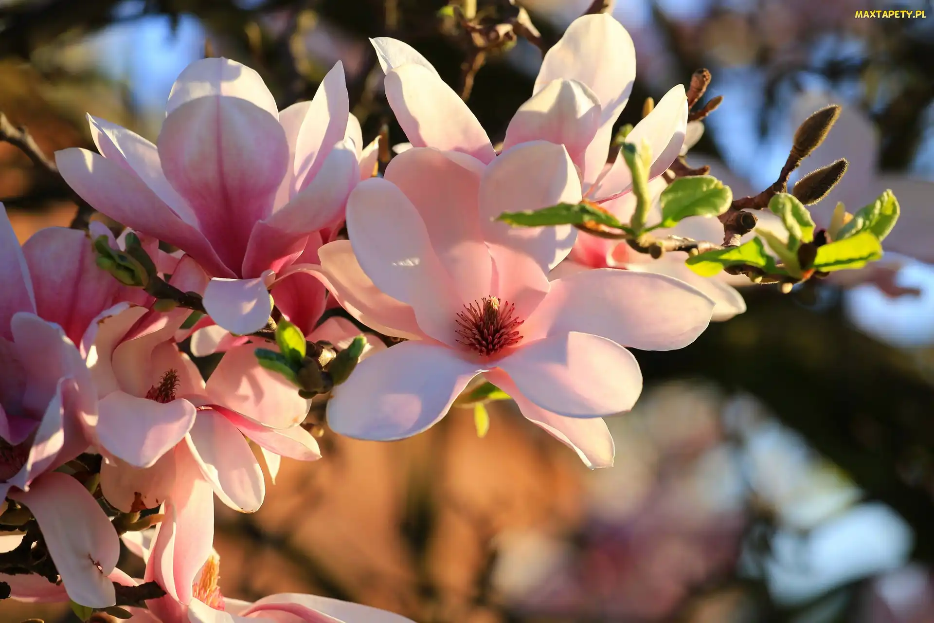 Bladoróżowe, Magnolia, Kwiaty