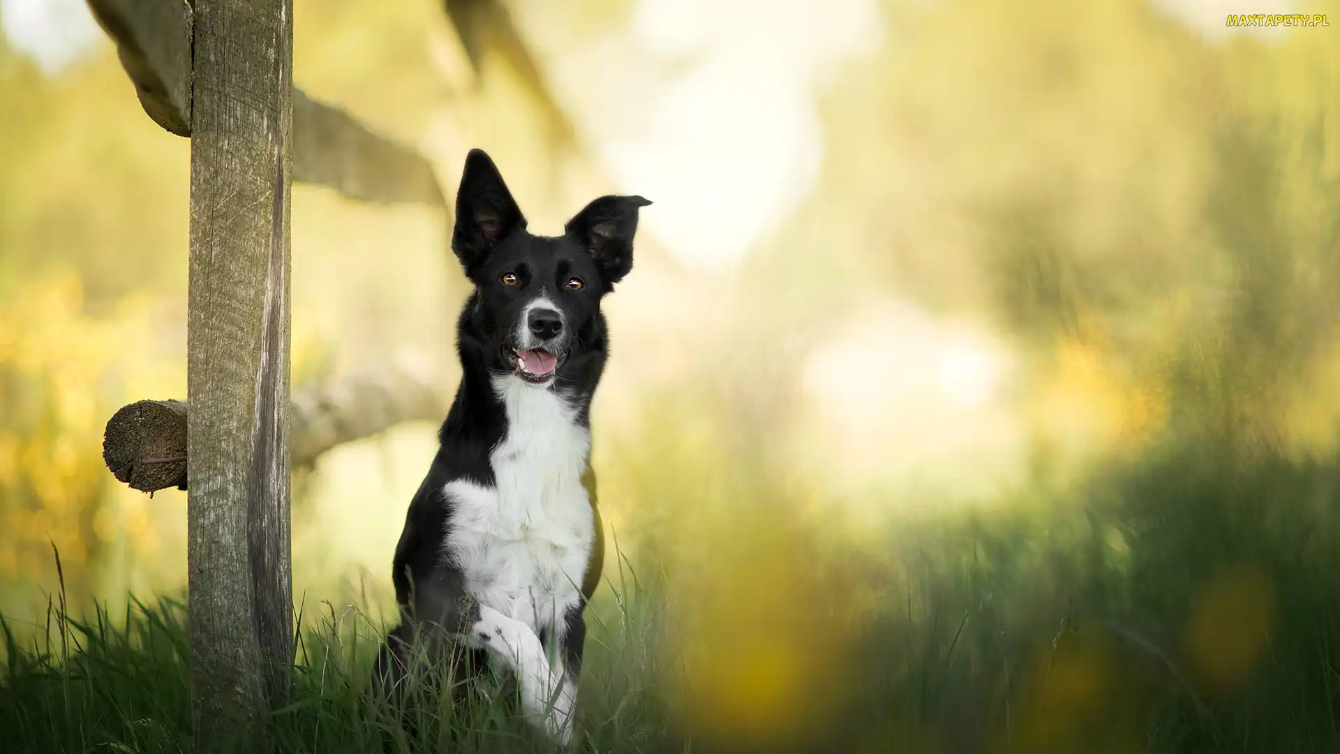 Pies, Border collie, Tło, Trawa, Rozmyte, Płot