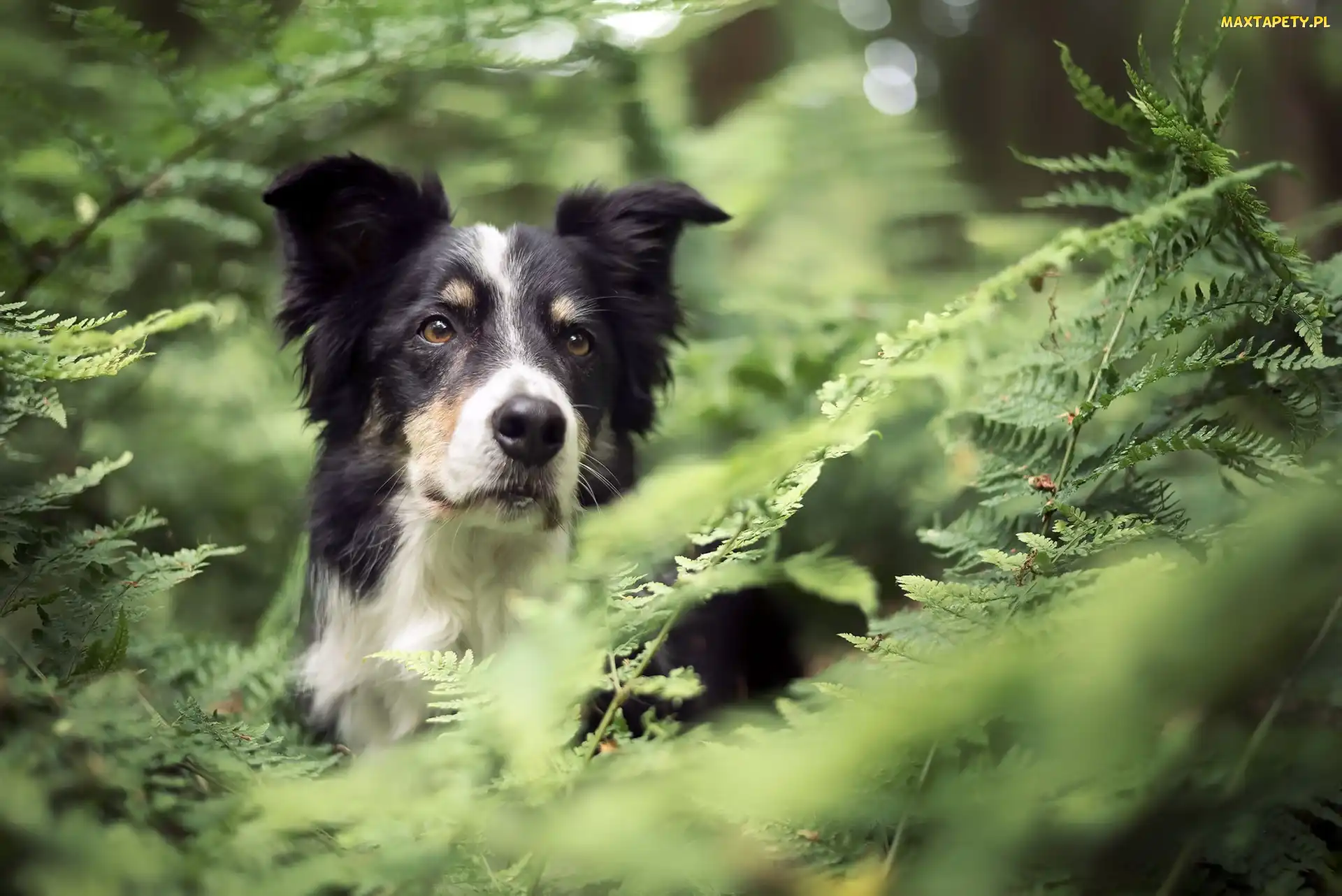Border collie, Paprocie, Pies