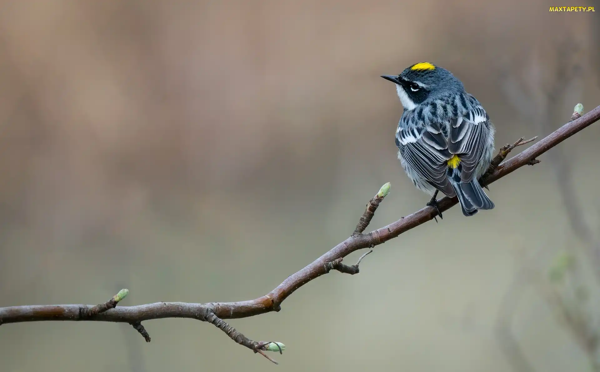 Myrtle warbler, Lasówka, Gałązka, Ptak
