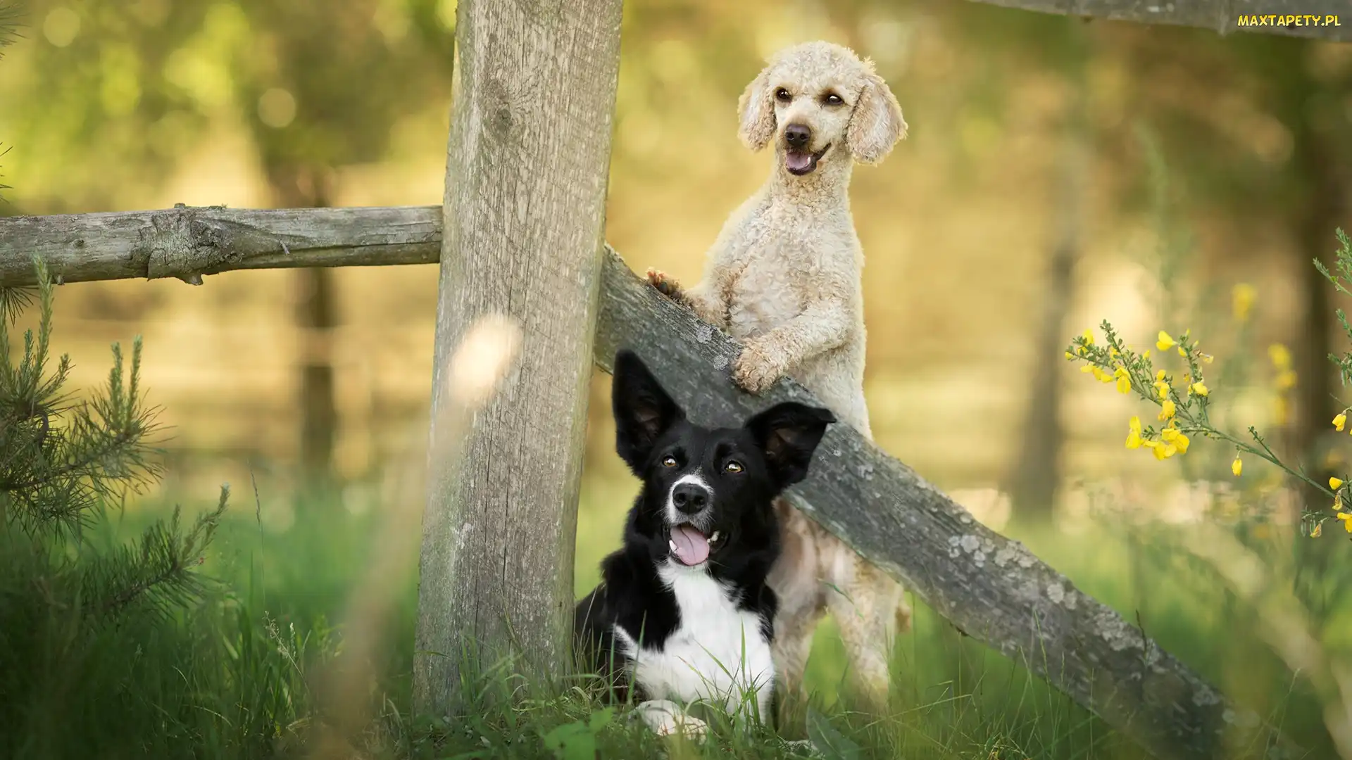Kwiaty, Trawa, Border collie, Rośliny, Płot, Psy, Pudel