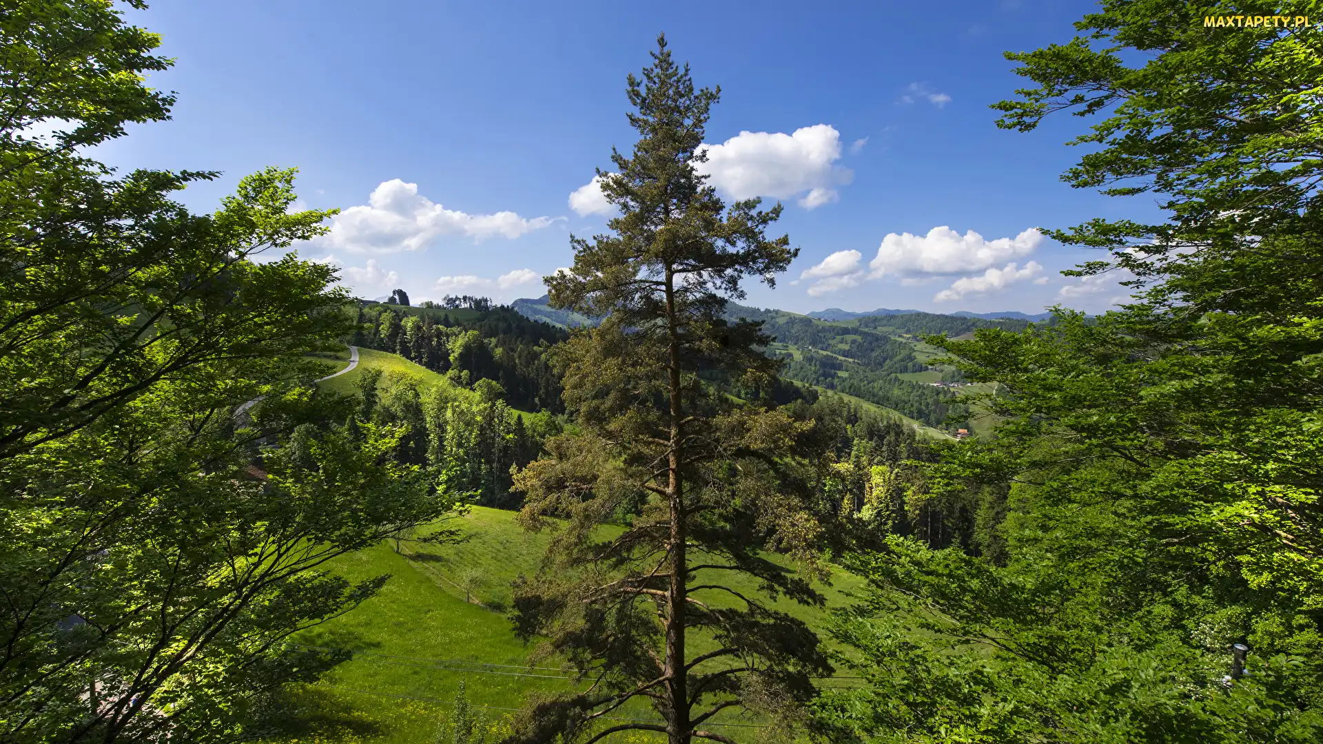 Wzgórza, Roślinność, Drzewa