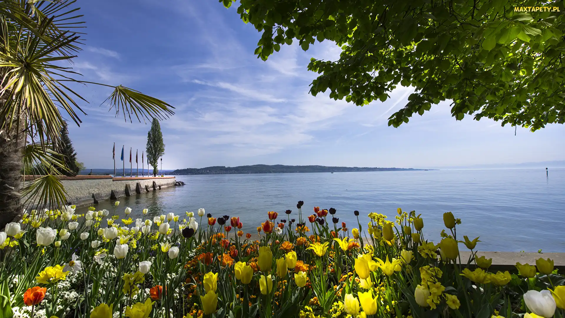 Tulipany, Jezioro Bodeńskie, Niemcy, Wyspa Mainau Bay