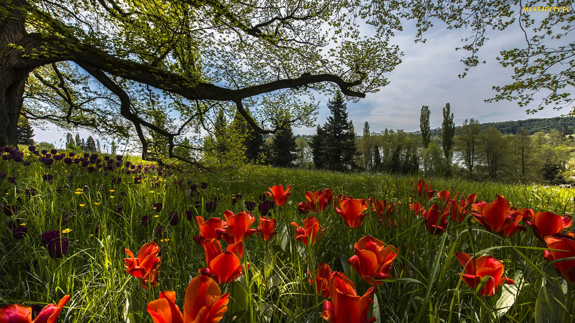 Niemcy, Trawa, Wiosna, Drzewa, Tulipany, Park, Badenia-Wirtembergia, Wyspa Mainau, Ogród