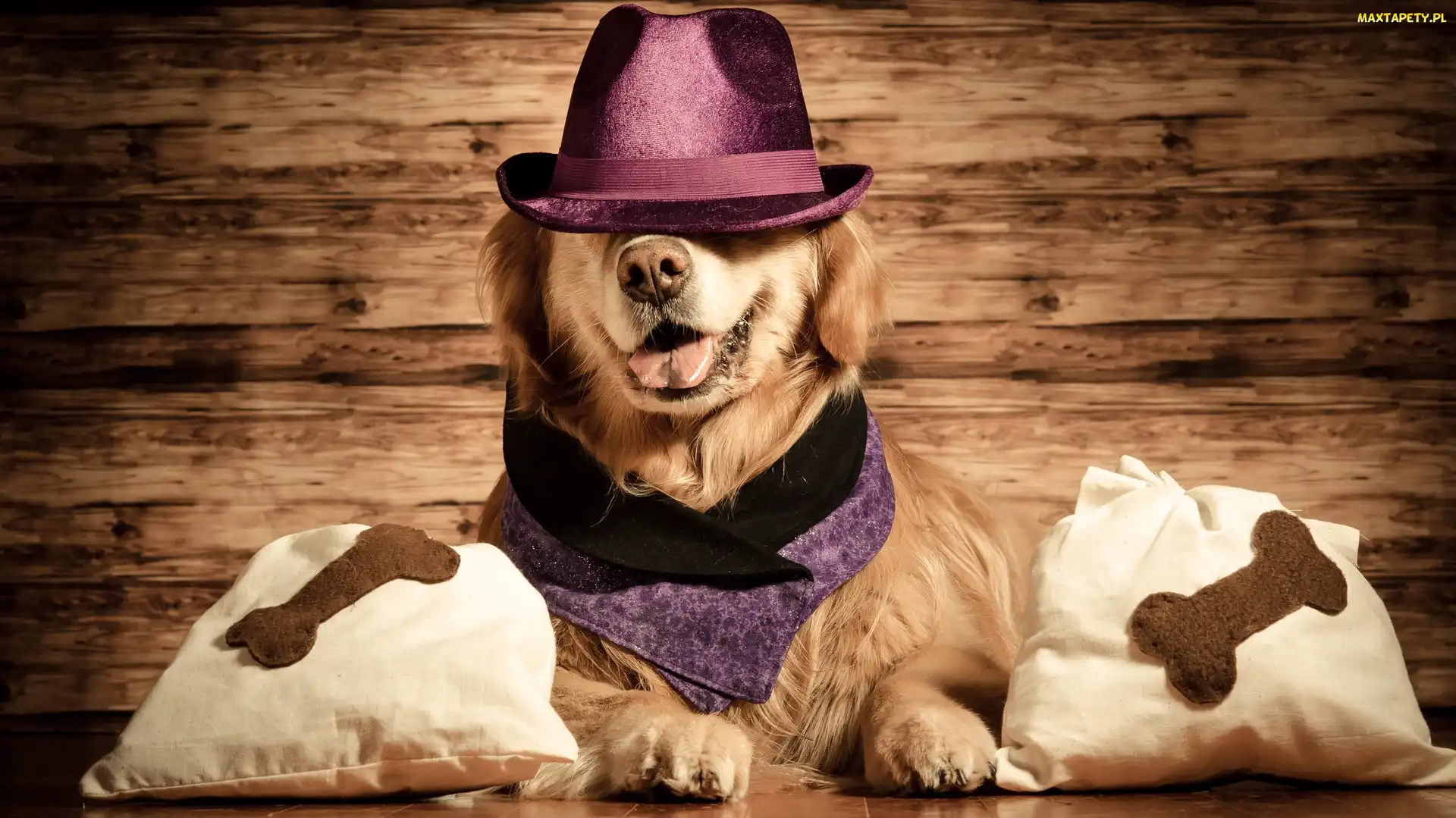 Śmieszne, Poduszki, Golden retriever, Pies, Kapelusz, Chusta