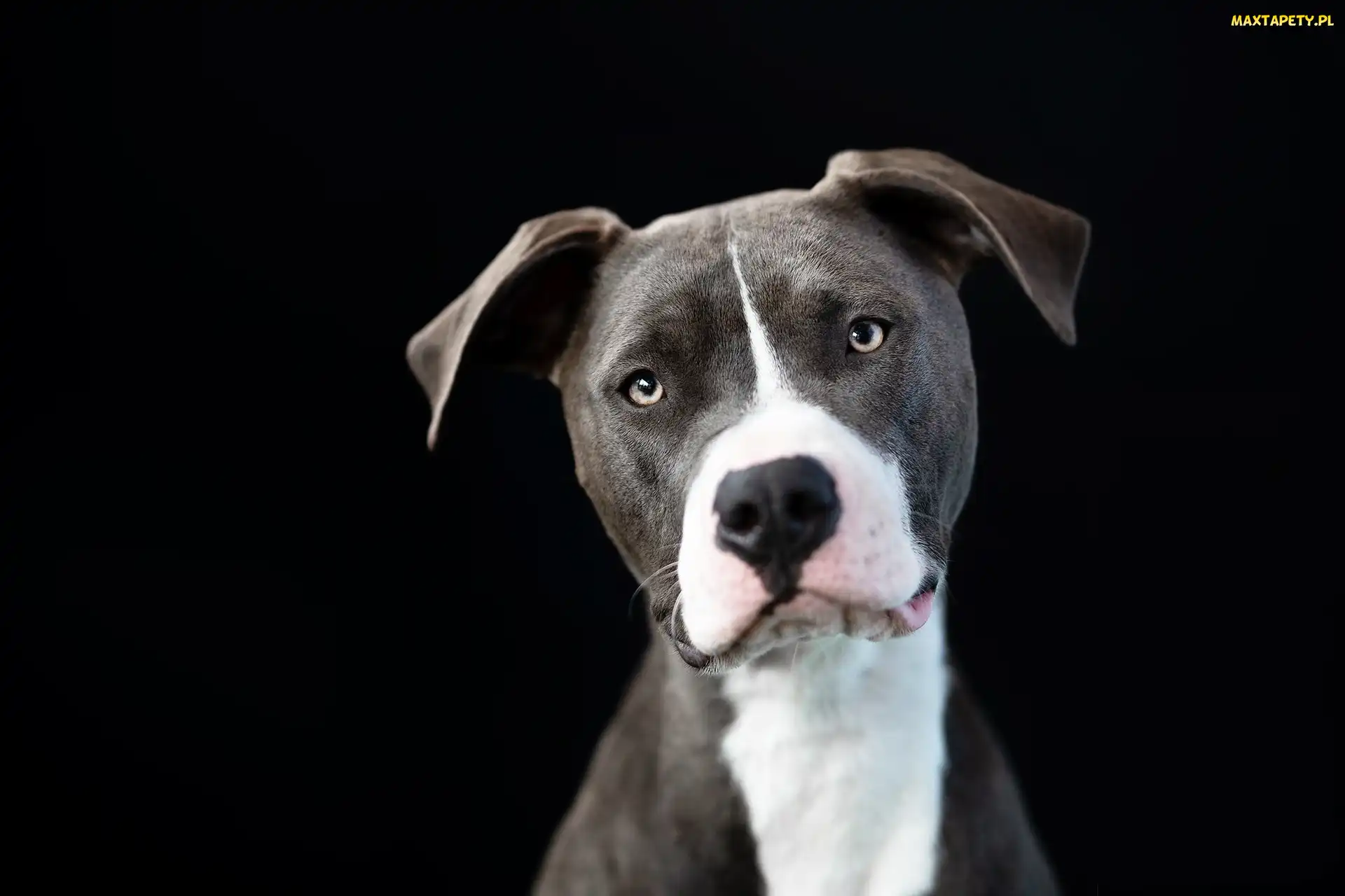 Pit Bull Terrier, Tło, Czarne, Mordka, Pies