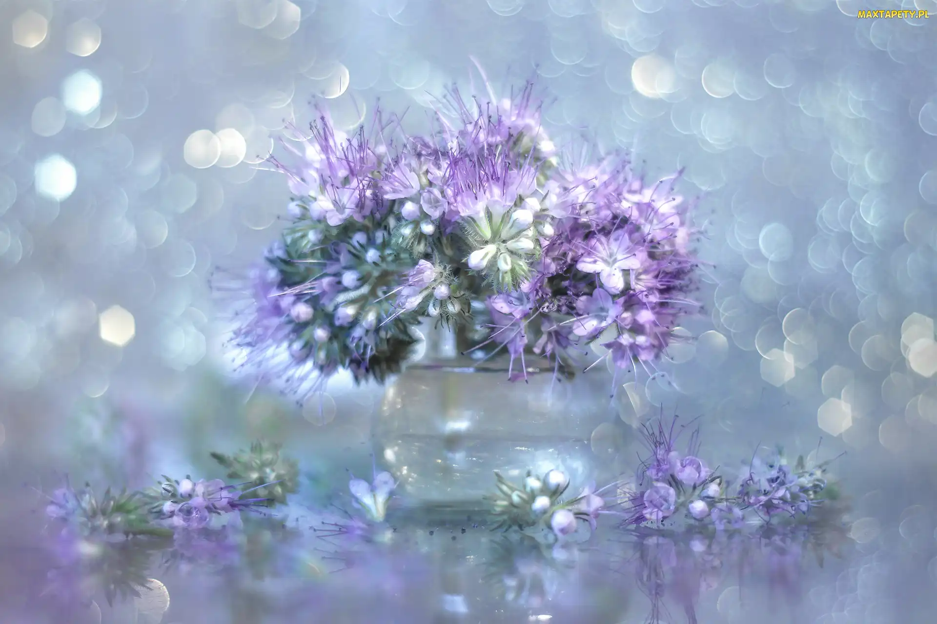 Bokeh, Wazonik, Facelia błękitna, Kwiaty