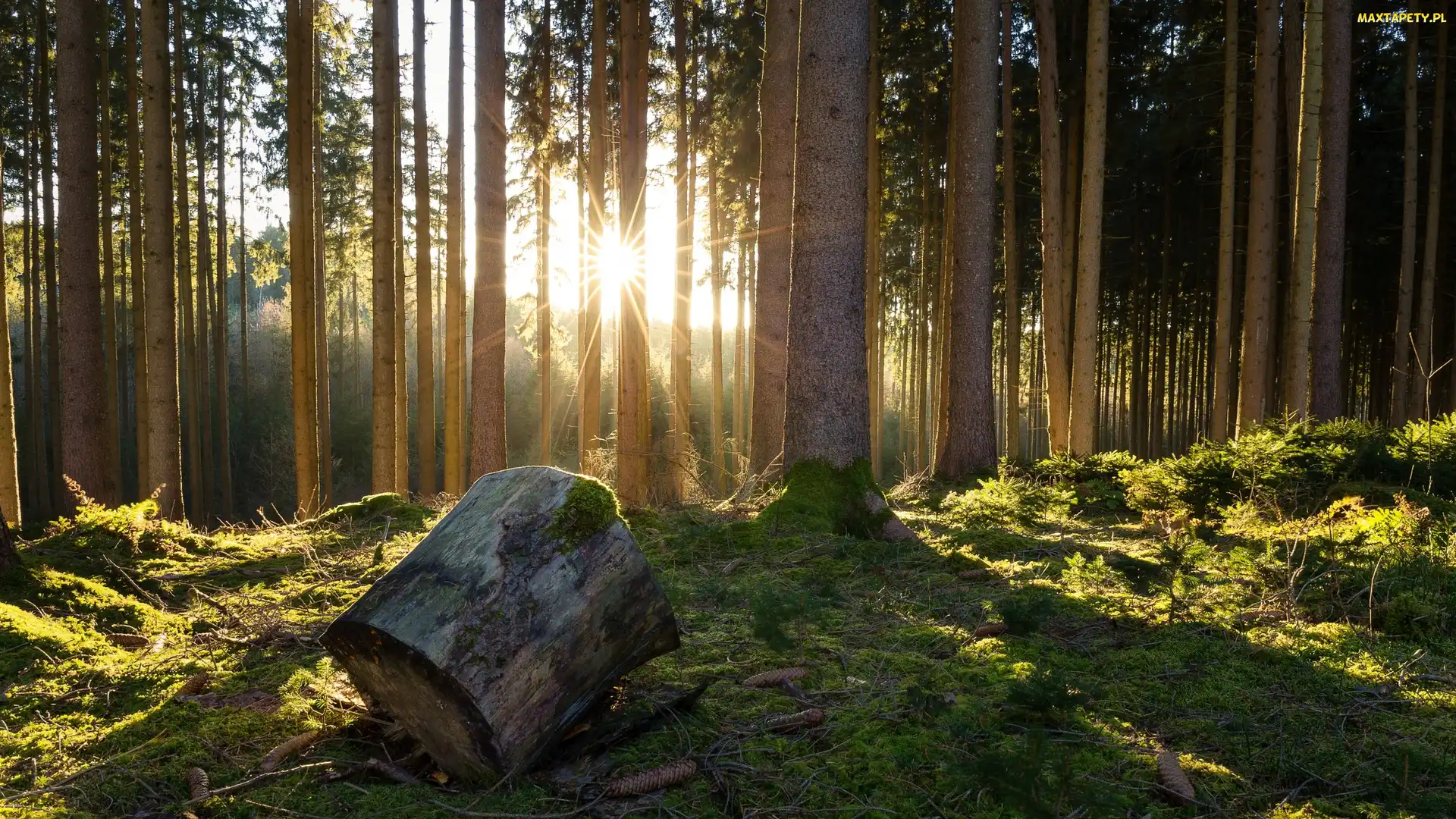 Drzewa, Promienie słońca, Kloc, Kłoda, Las