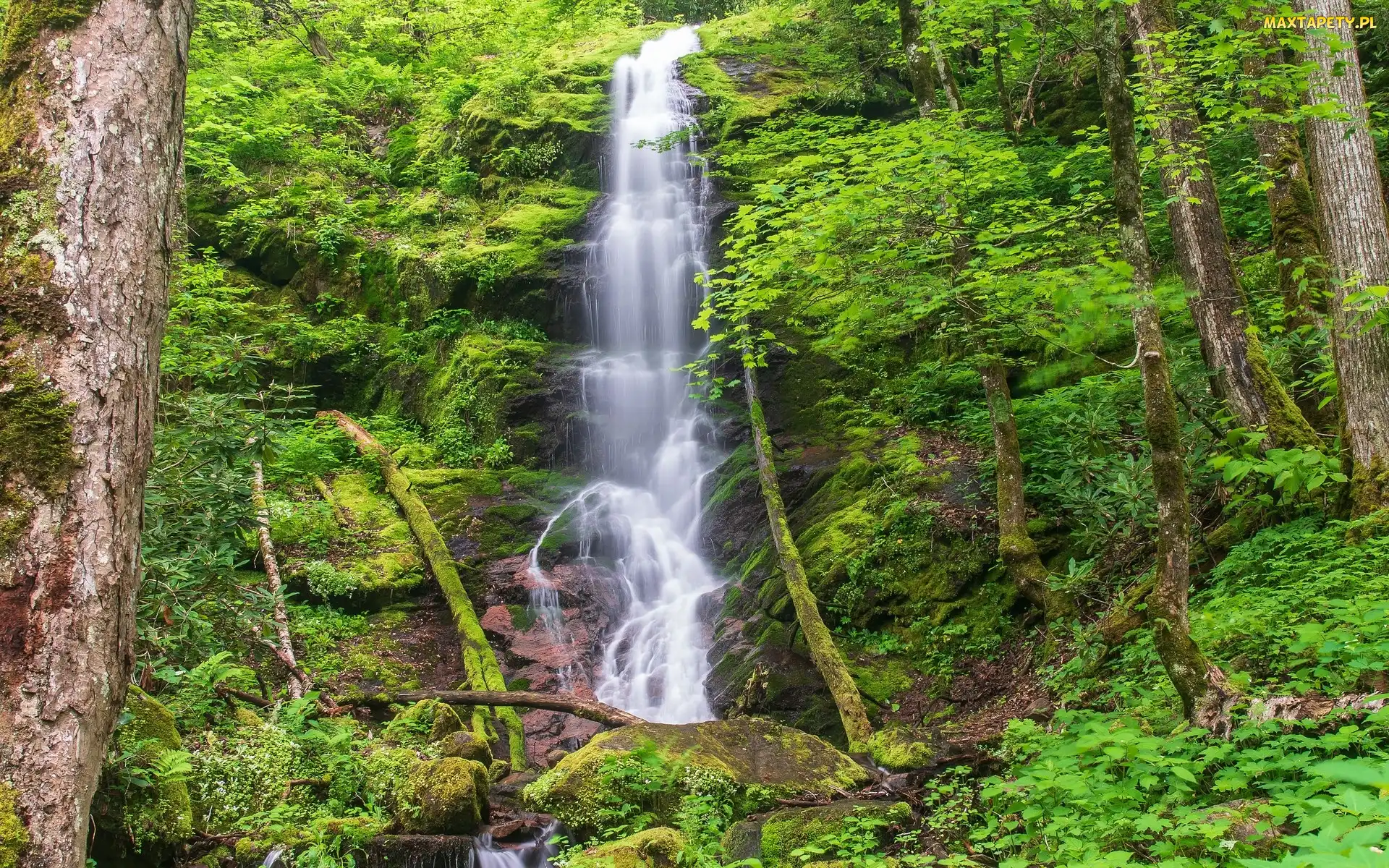 Park Narodowy Great Smoky Mountains, Omszałe, Stan Tennessee, Stany Zjednoczone, Roślinność, Las, Skały, Drzewa, Wodospad Mouse Creek Falls