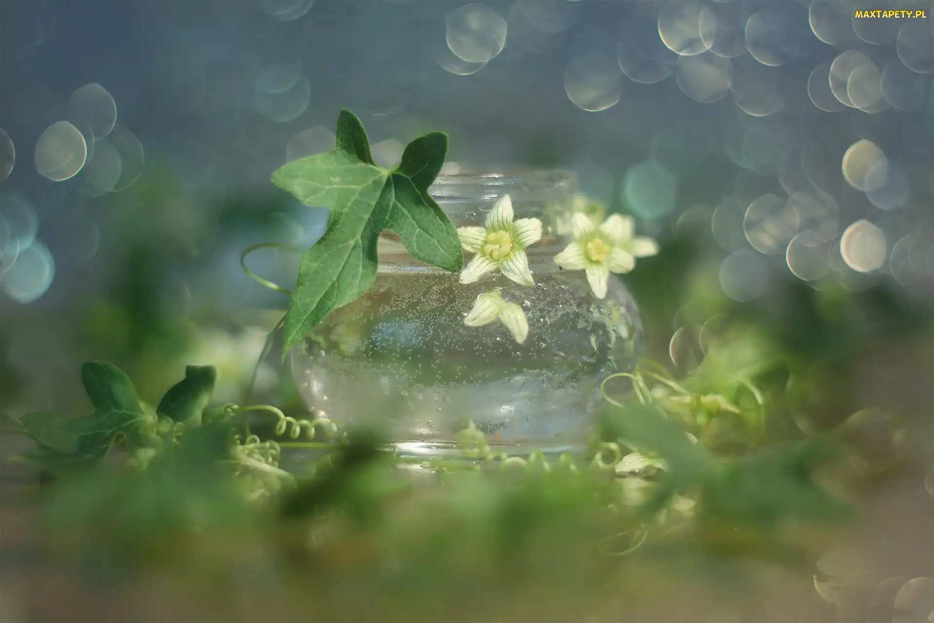 Kwiaty, Wazonik, Bokeh, Liście, Białe