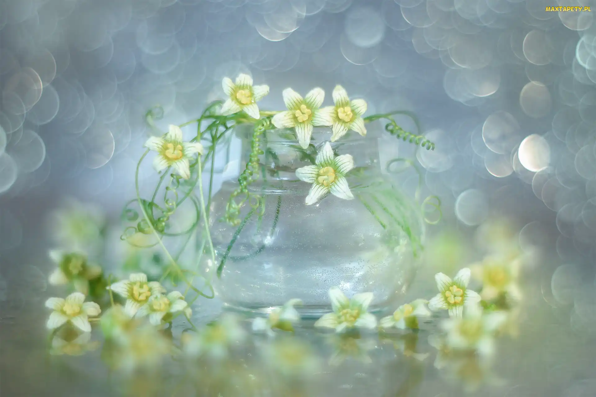 Bokeh, Kwiaty, Wazonik, Białe