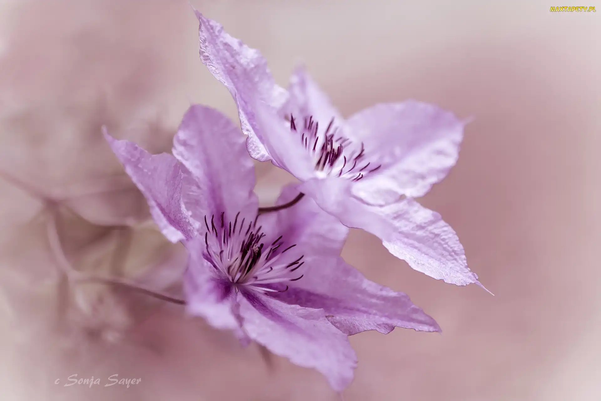 Dwa, Powojnik, Clematis, Kwiaty, Różowe