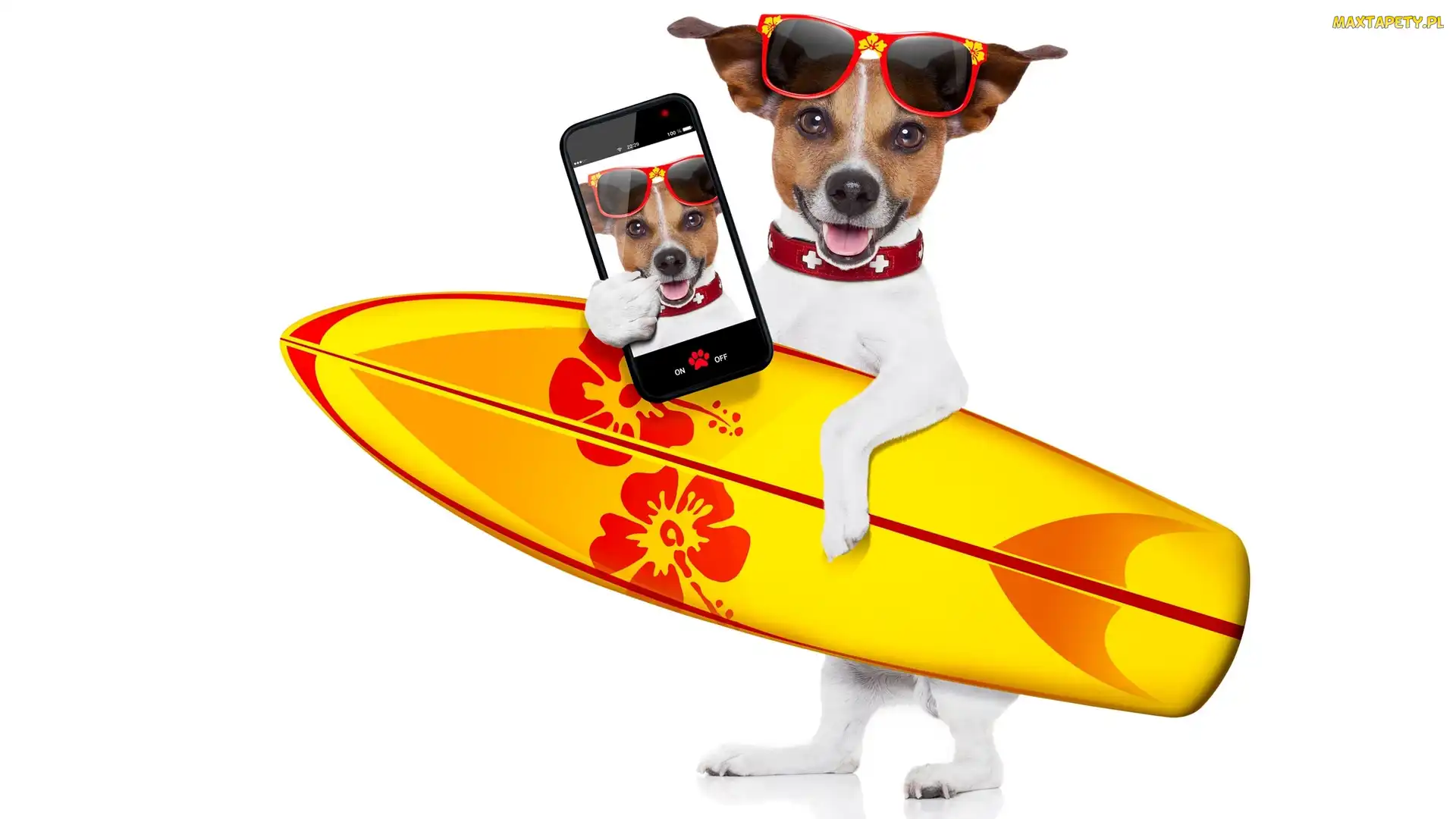 Telefon, Okulary, Jack Russell terrier, Deska surfingowa