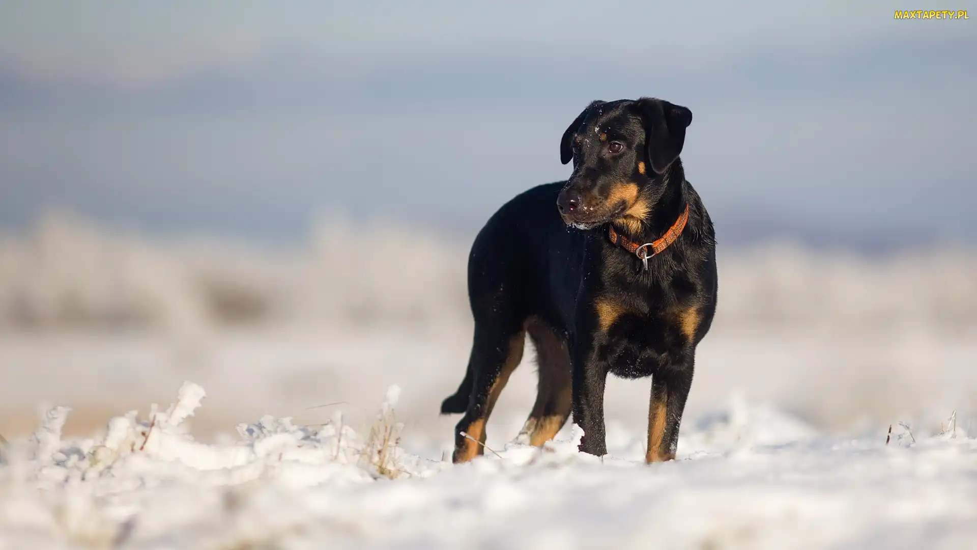 Owczarek francuski Beauceron, Śnieg, Pies