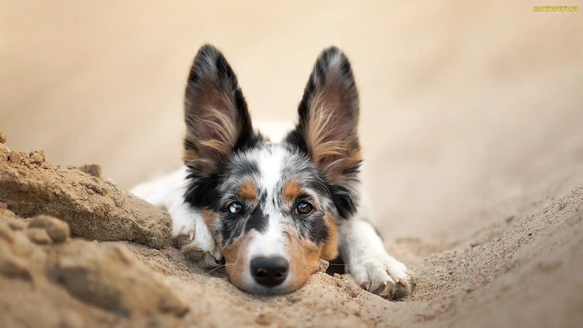 Piasek, Mordka, Pies, Border collie
