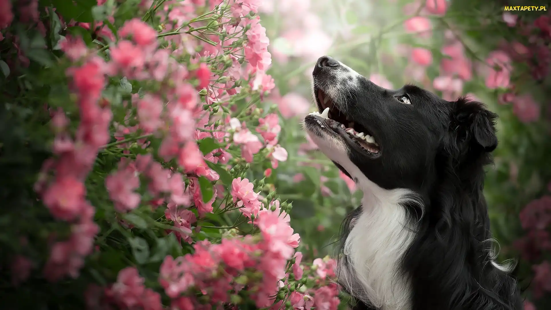 Pies, Kwiatki, Krzew, Różowe, Border collie