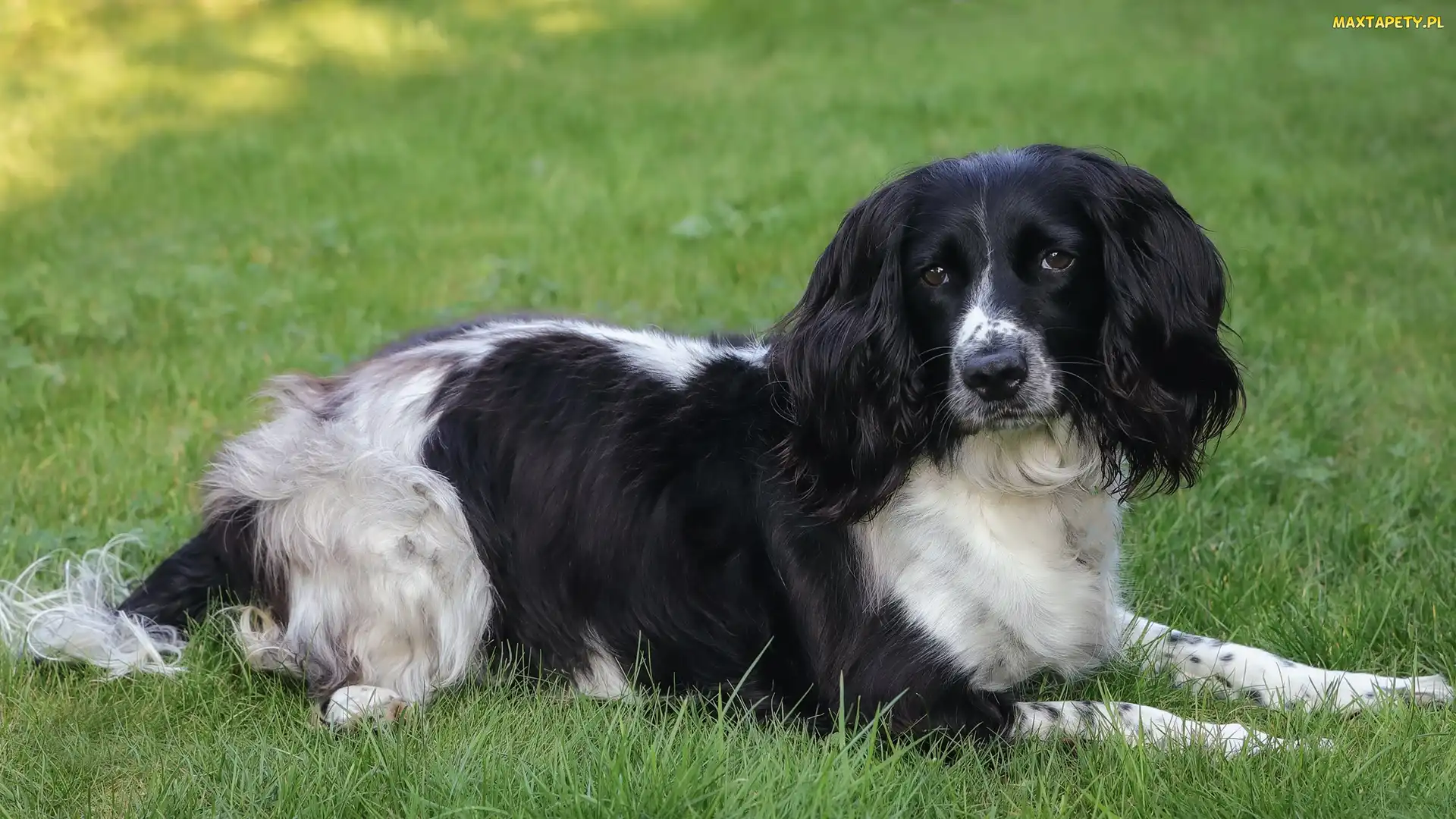 Pies, Trawa, Cocker spaniel angielski
