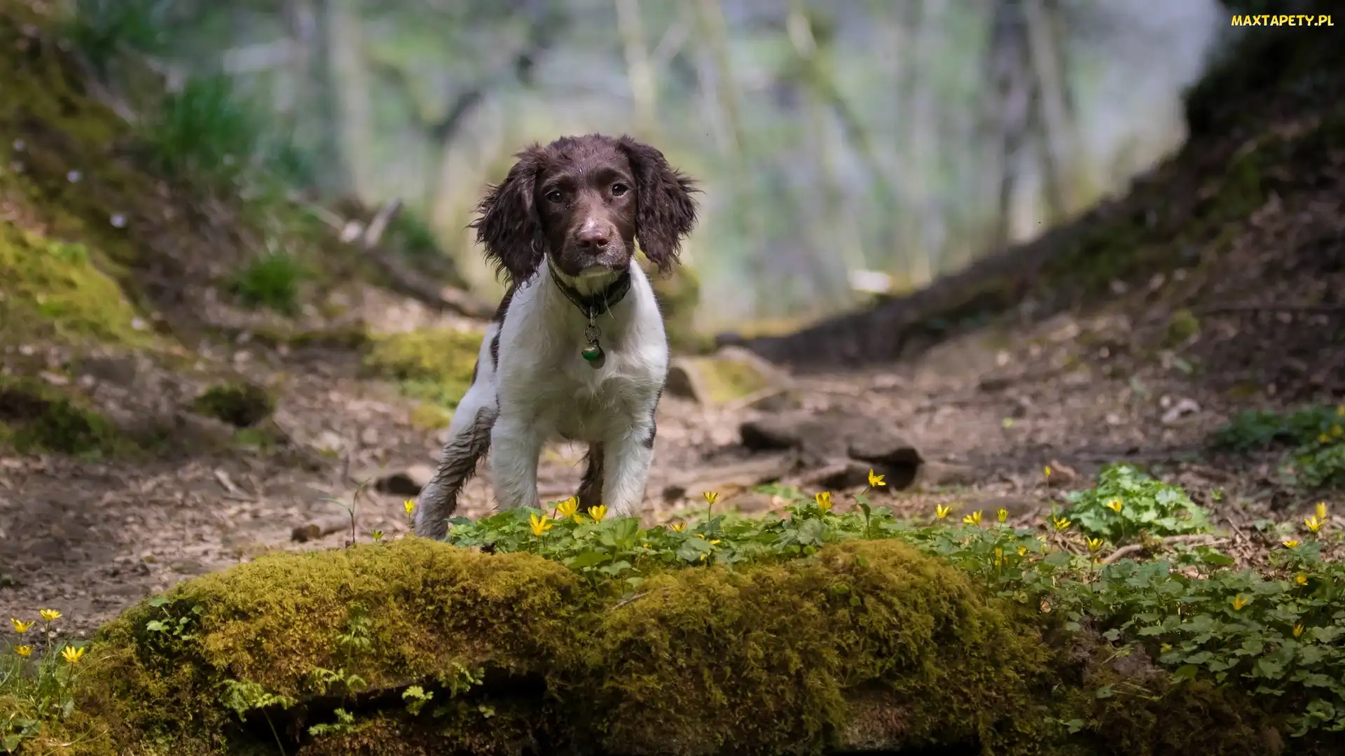 Rośliny, Skarpa, Pies, Cocker spaniel angielski