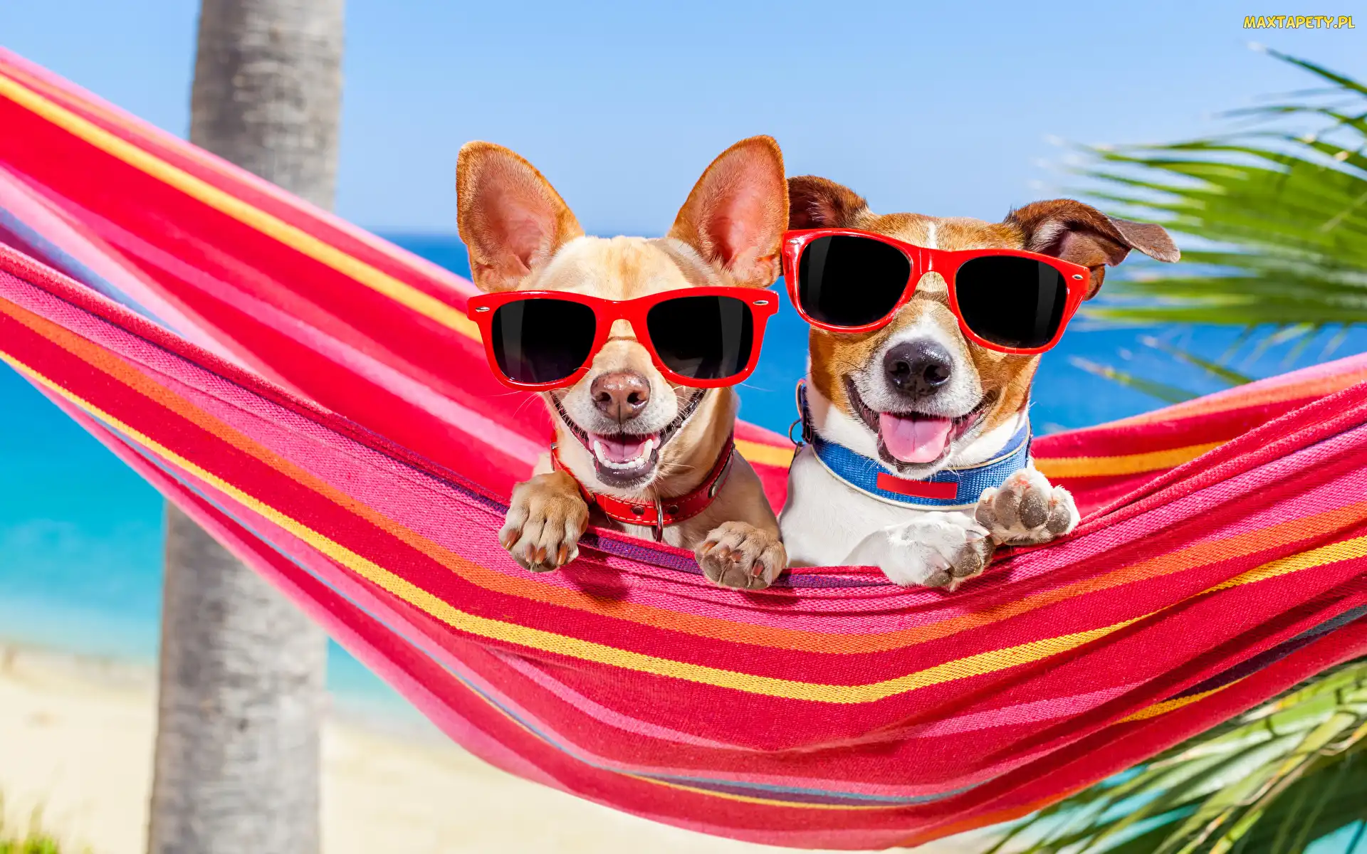 Jack Russell terier, Hamak, Dwa, Okulary, Wakacje, Śmieszne, Psy