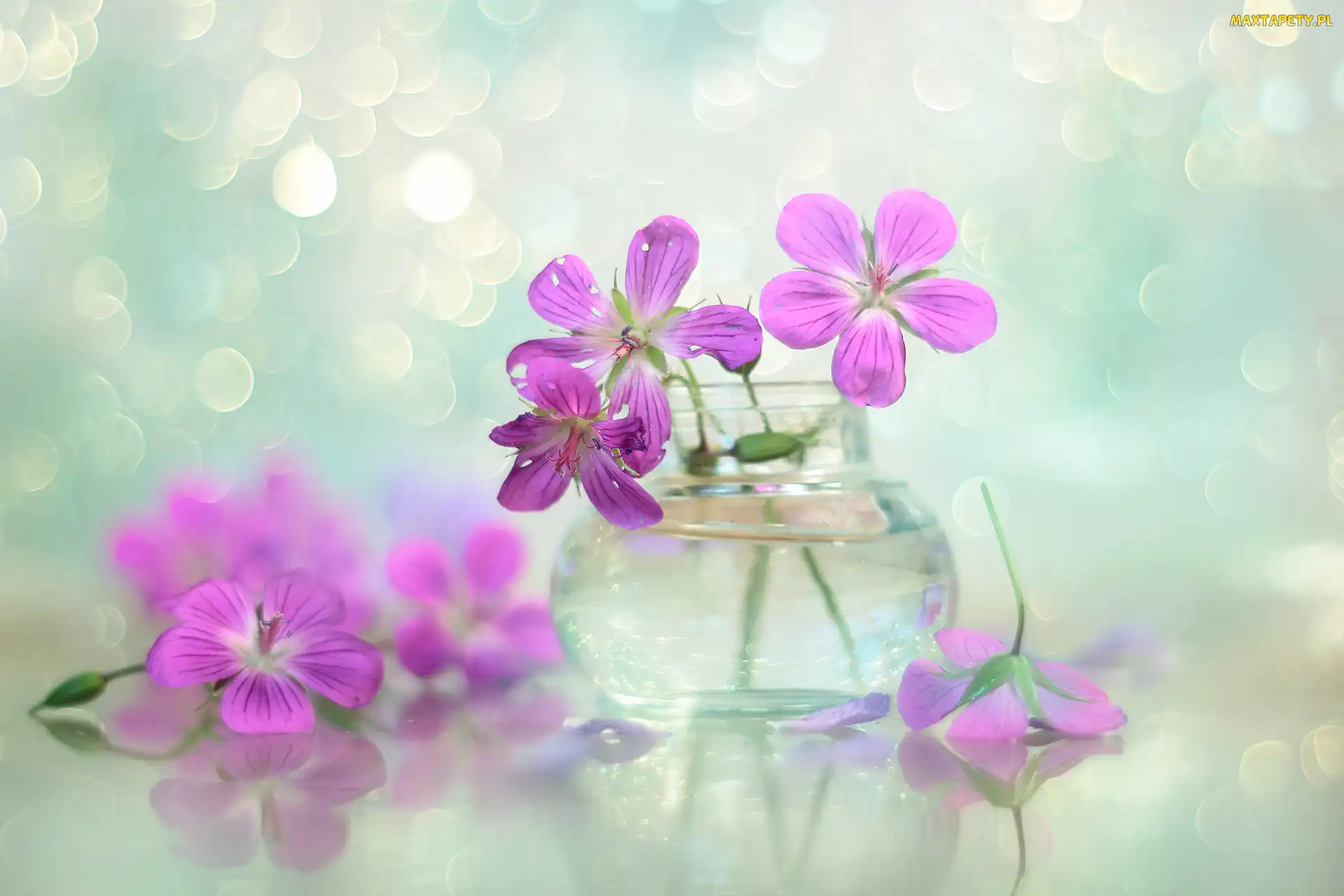 Bodziszek, Bokeh, Kwiaty, Wazonik, Różowe