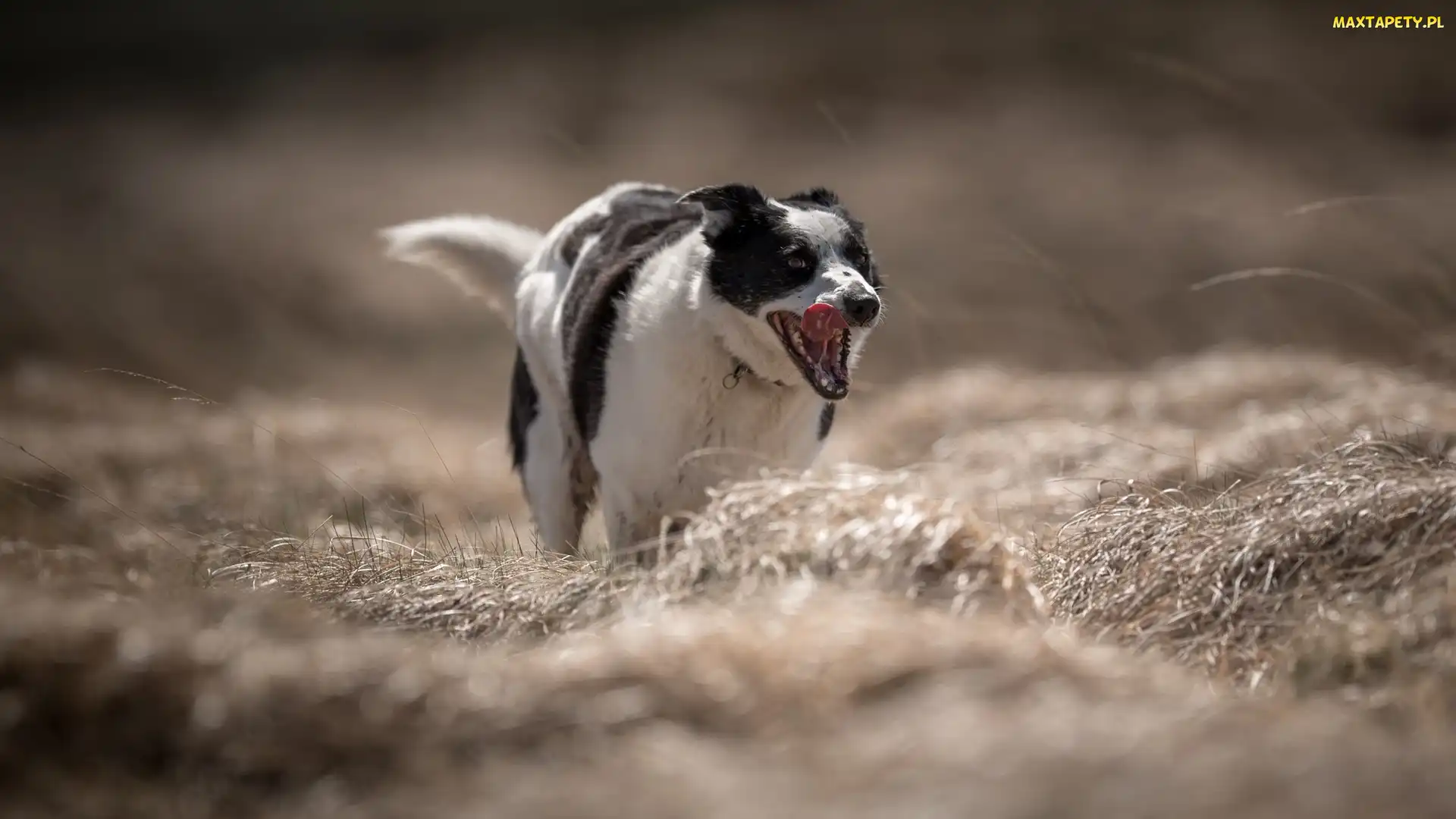 Czarno-biały, Trawa, Łąka, Border collie, Pies