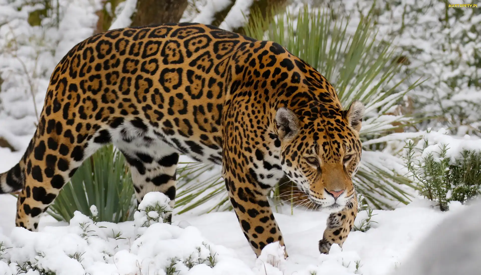 Jaguar, Rośliny, Śnieg