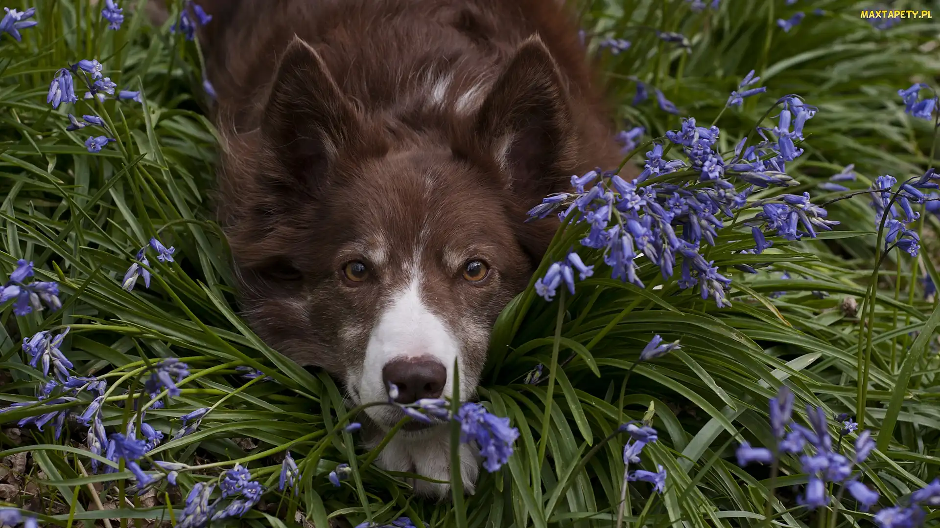 Pies, Kwiaty, Mordka, Border collie, Leżący