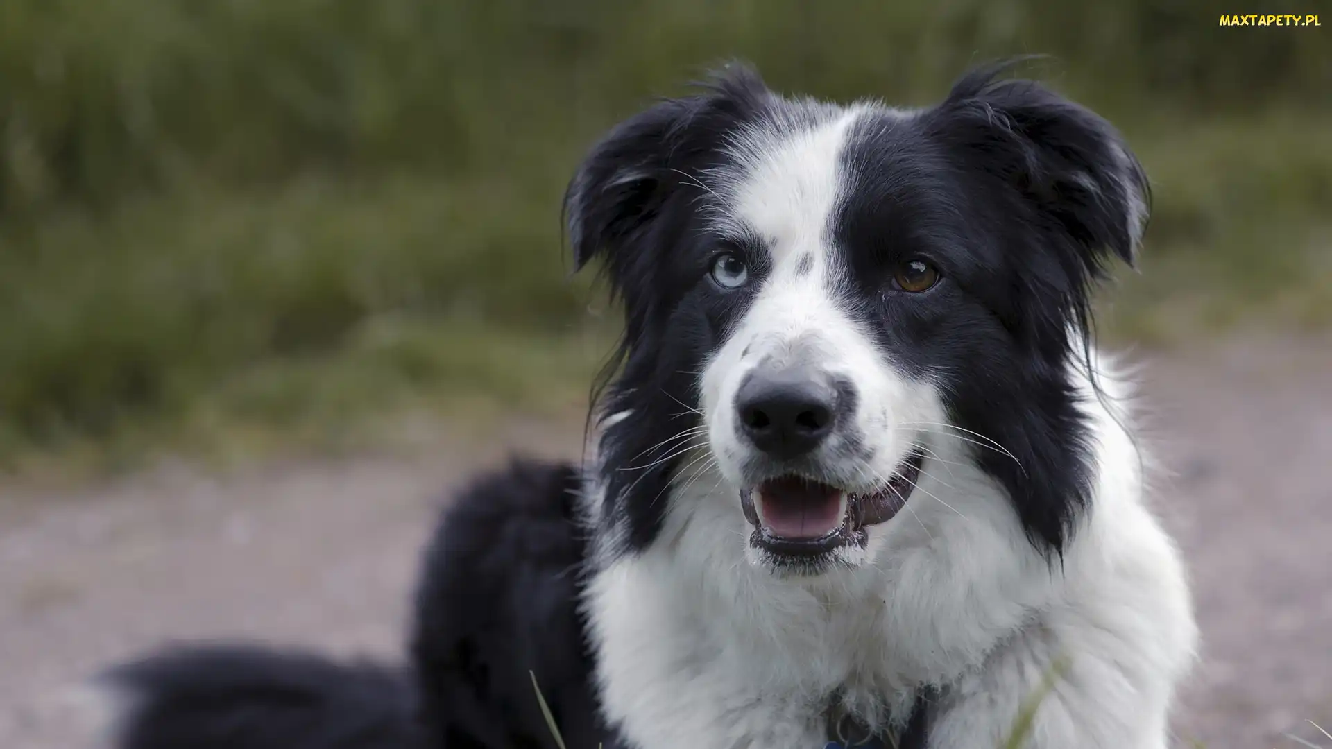 Mordka, Czarno-biały, Pies, Border collie