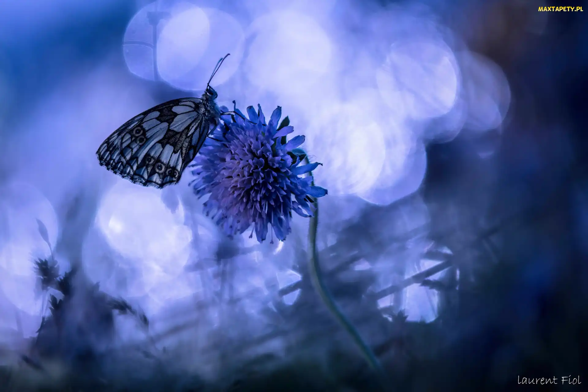 Kwiat, Niebieskie tło, Motyl
