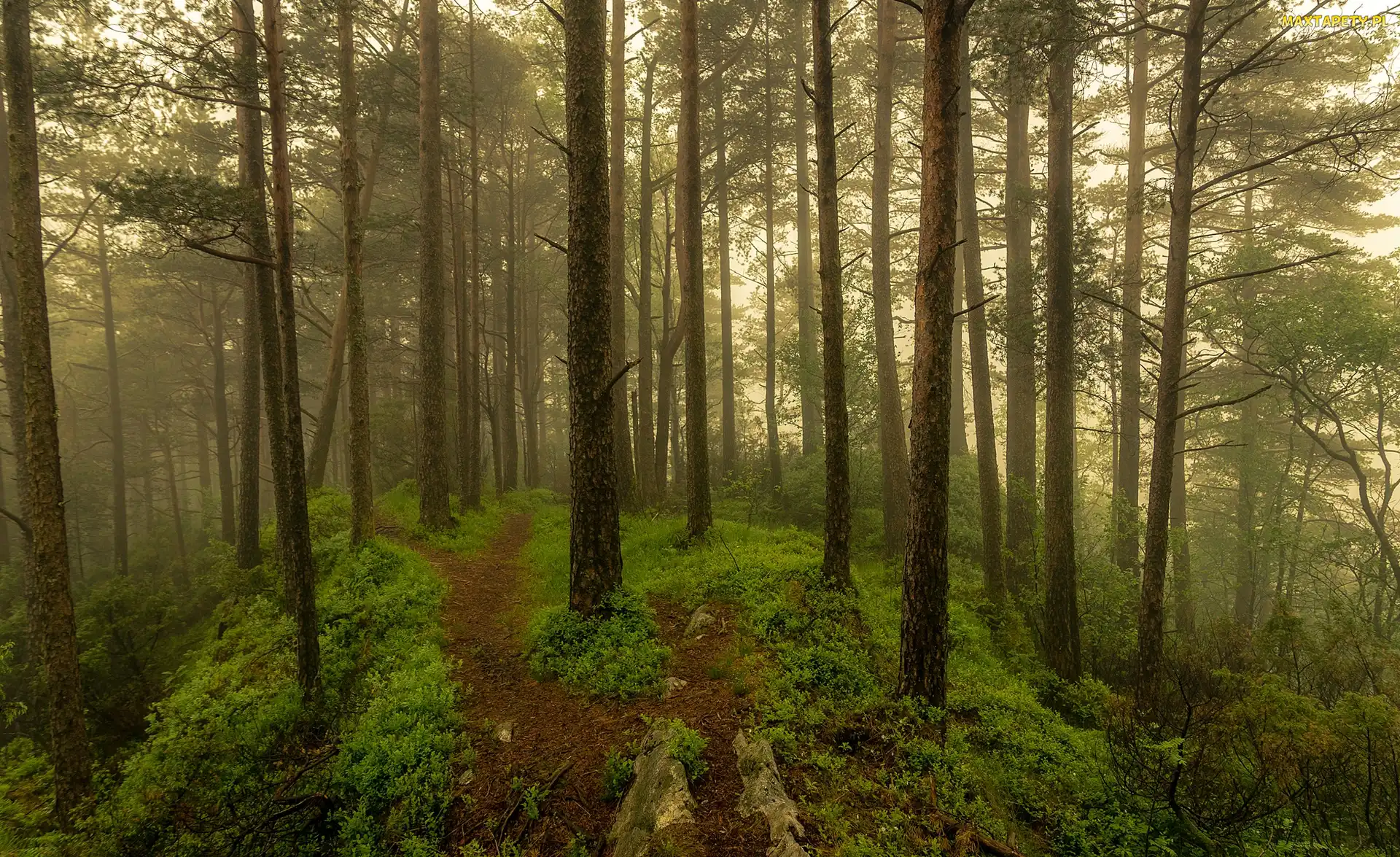 Drzewa, Roślinność, Ścieżki, Mgła, Las