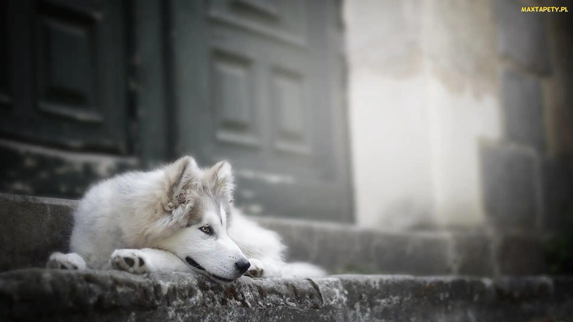 Siberian husky, Drzwi, Schody, Mordka, Pies