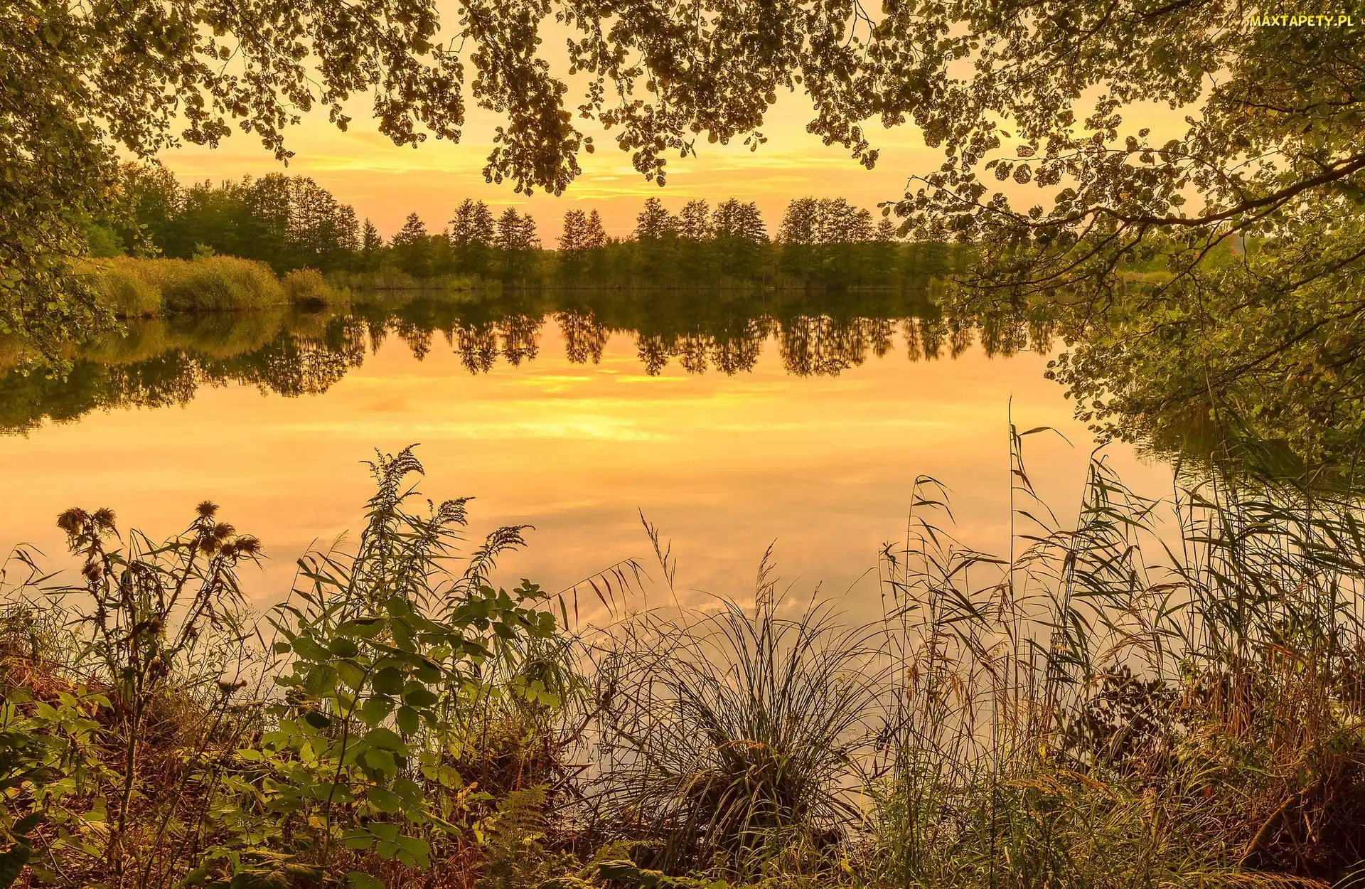Jezioro, Rośliny, Drzewa, Zachód słońca