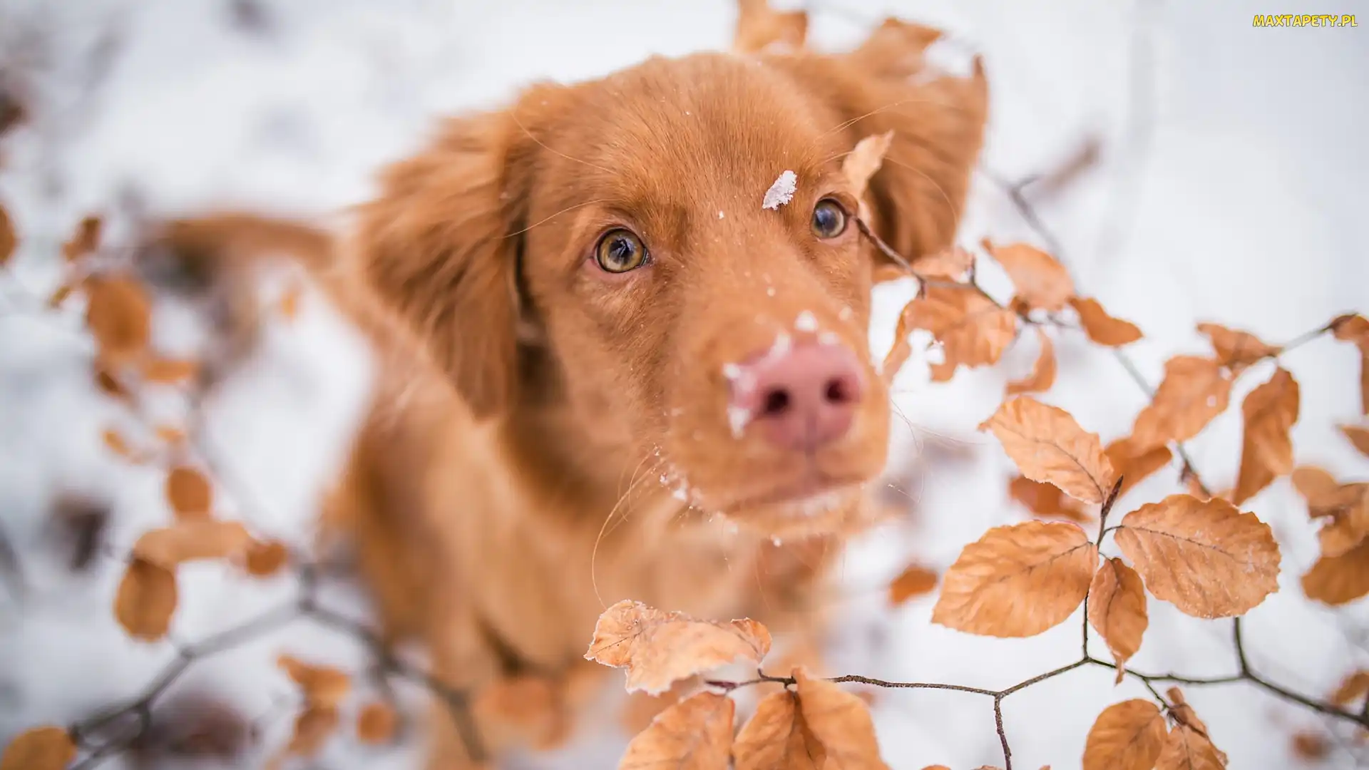 Retriever z Nowej Szkocji, Śnieg, Liście, Mordka, Pies